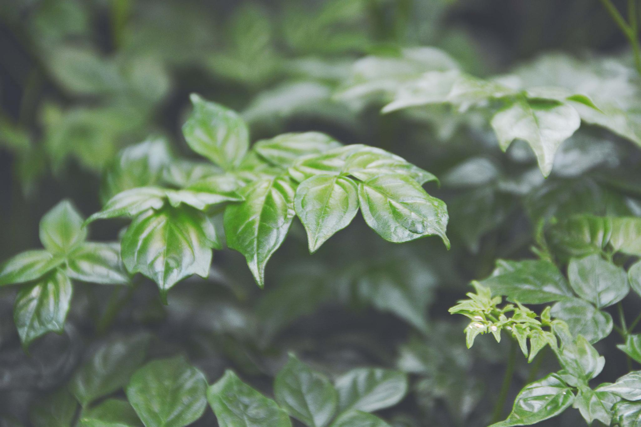 各种植物,原创拍摄_高清图集_新浪网