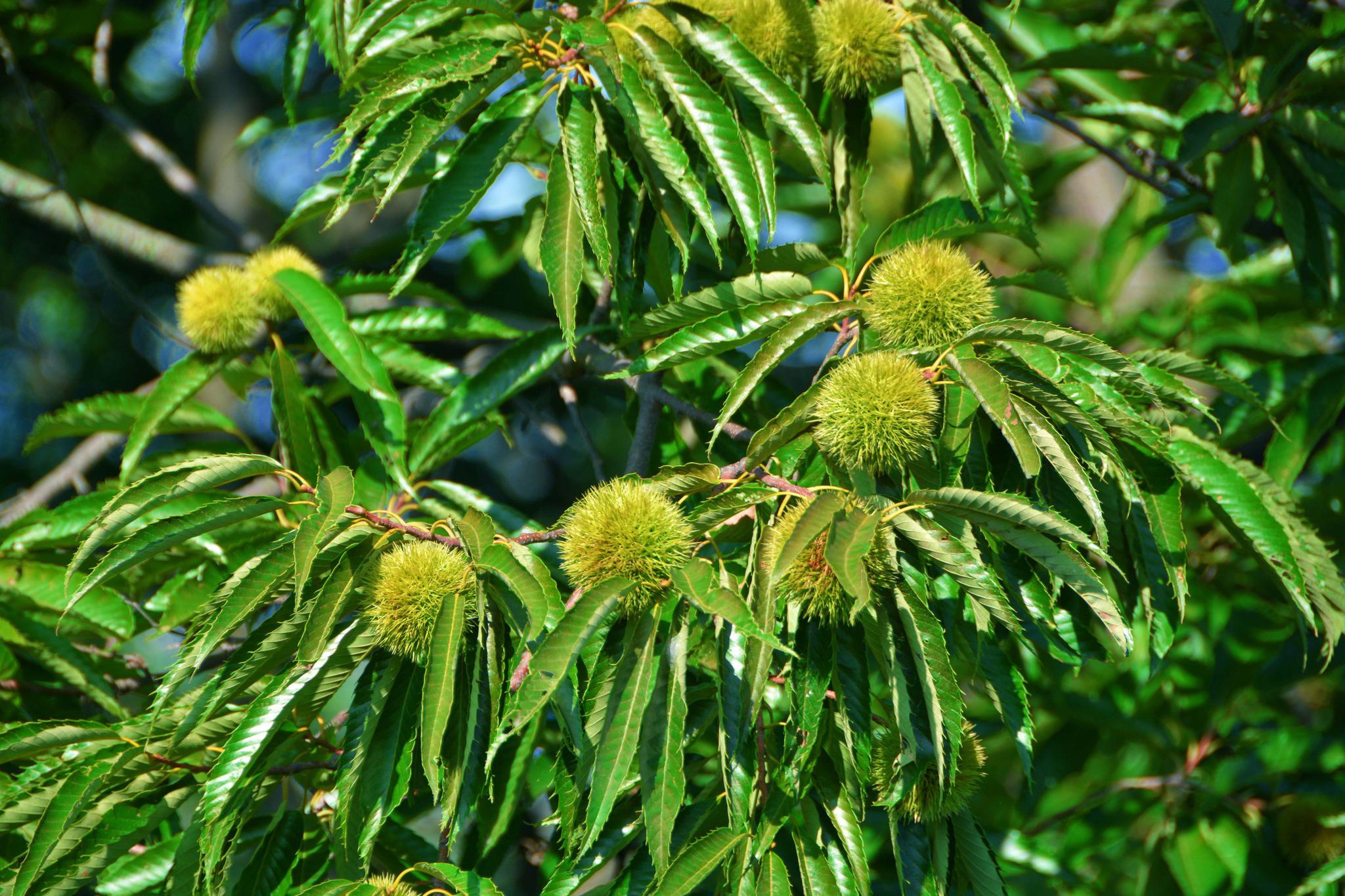 长在树上的毛茸茸的板栗果,原创拍摄