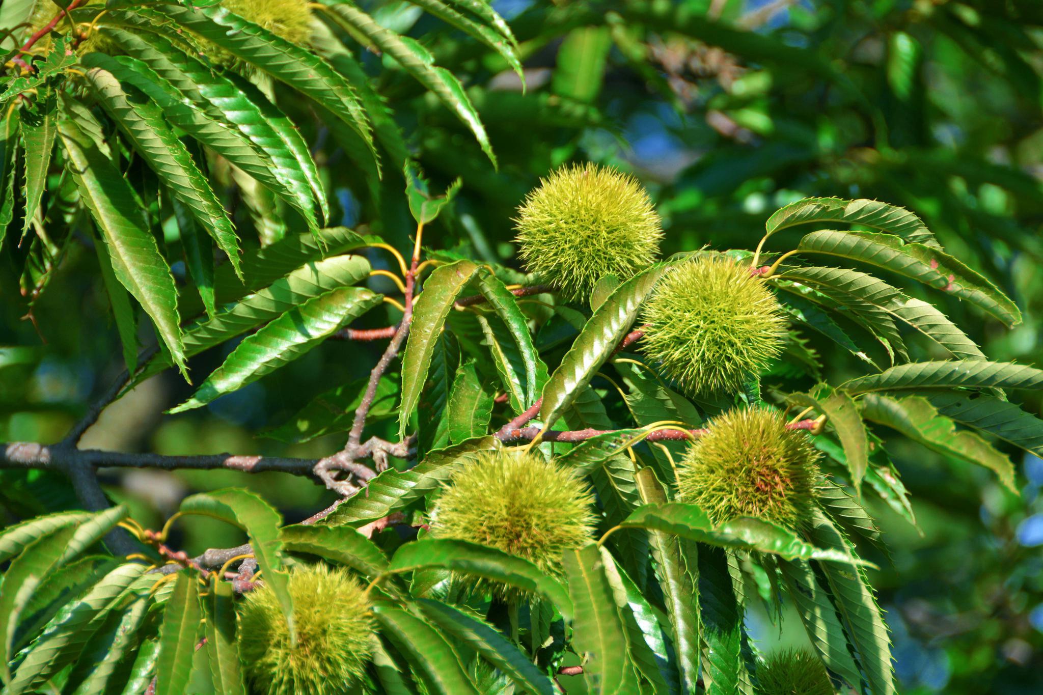 长在树上的毛茸茸的板栗果,原创拍摄