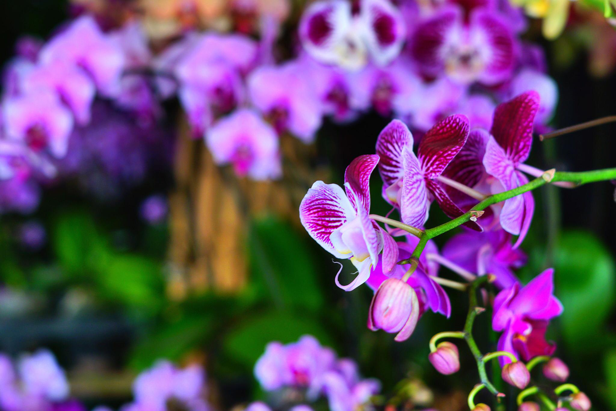 蝴蝶兰串串中国红