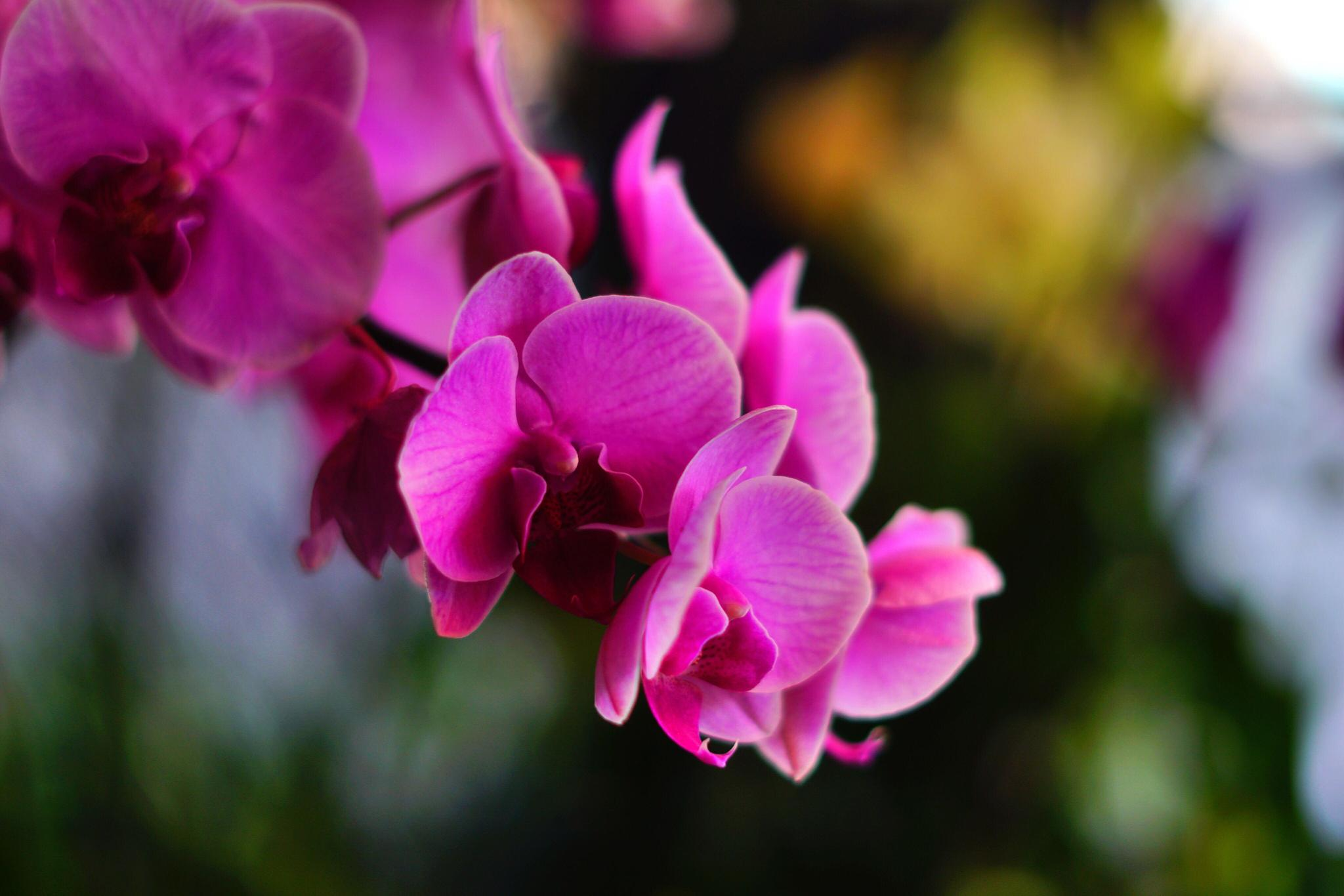 蝴蝶兰串串中国红