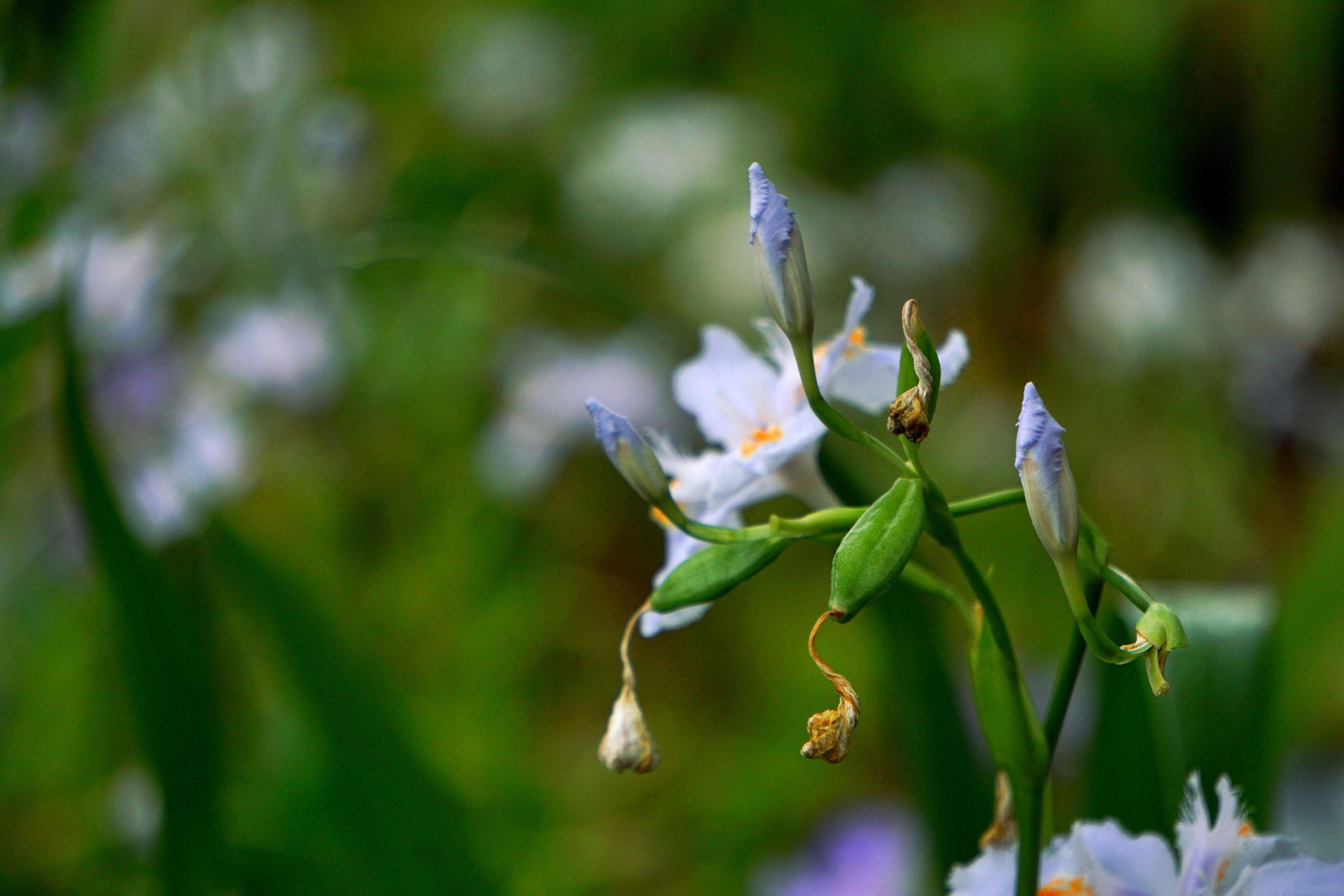 鸢尾花法国的国花梵高笔下的油画