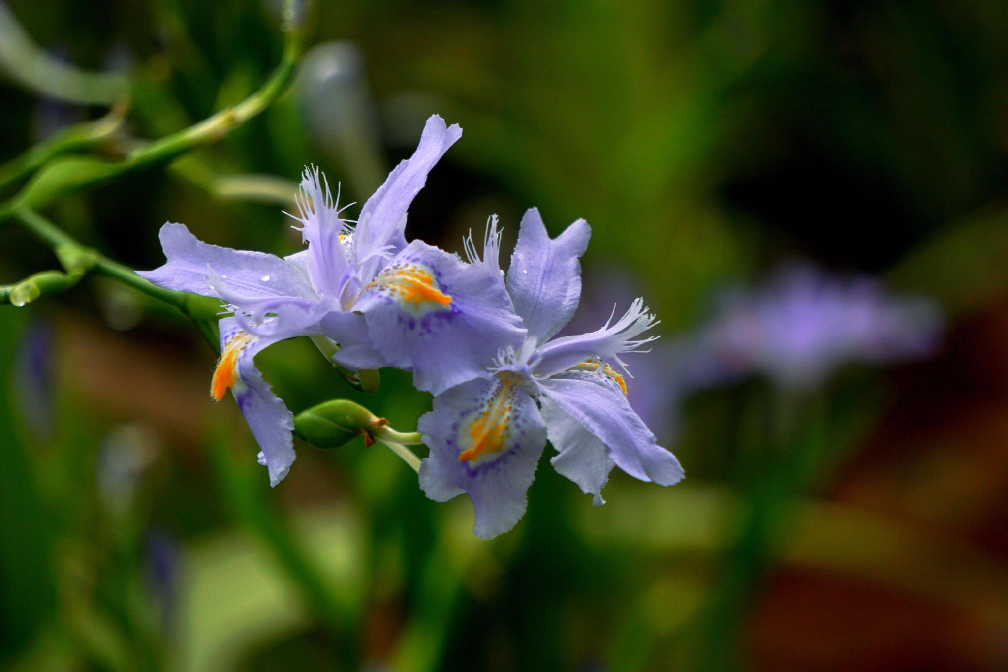 鸢尾花法国的国花梵高笔下的油画