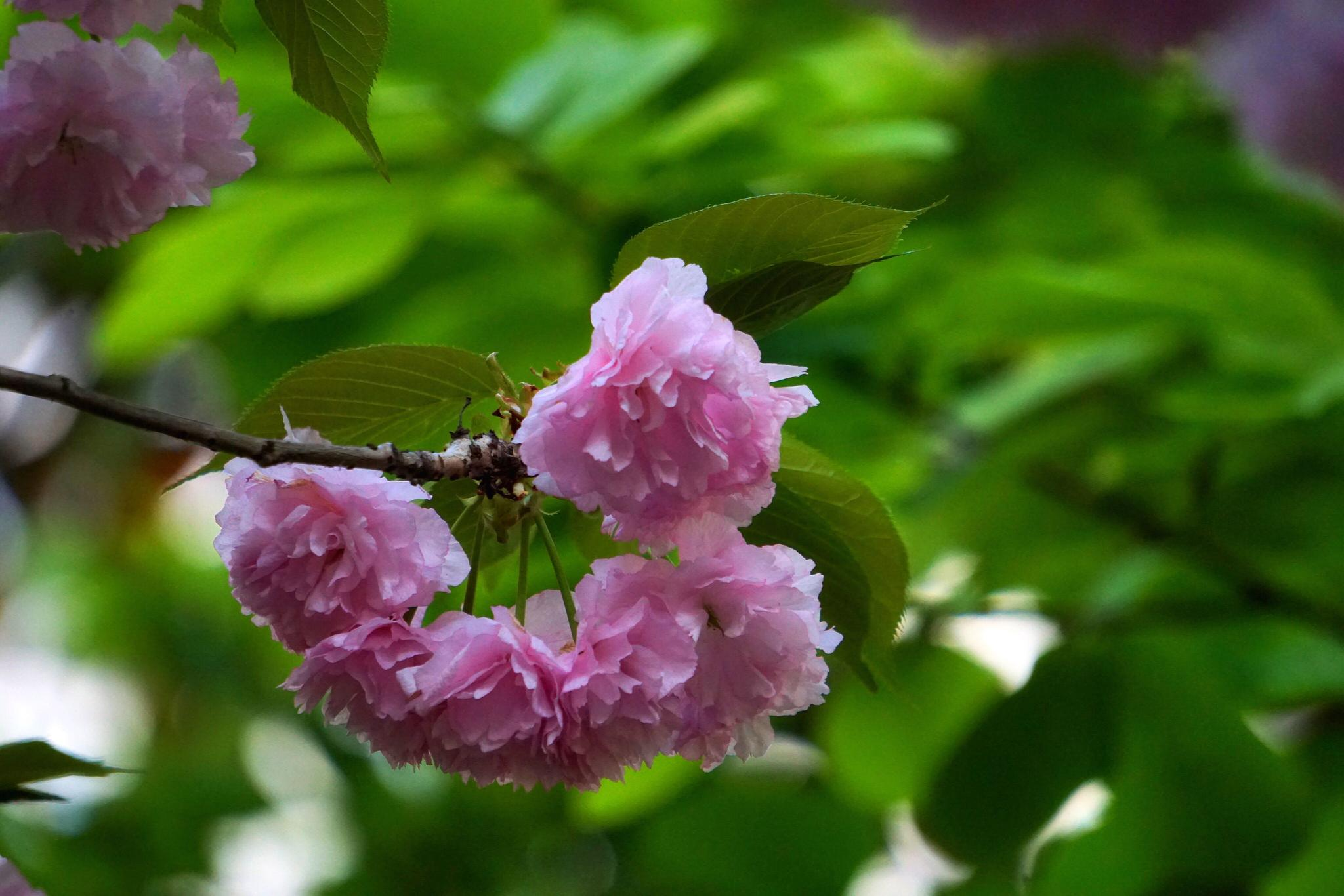 花花世界八重樱花语文雅温柔和耐心