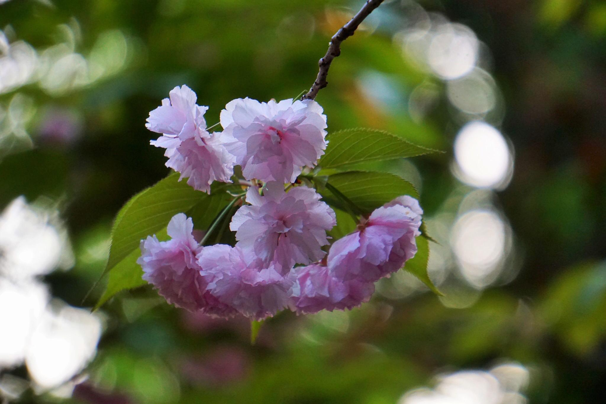 花花世界:八重樱.花语:文雅,温柔和耐心.