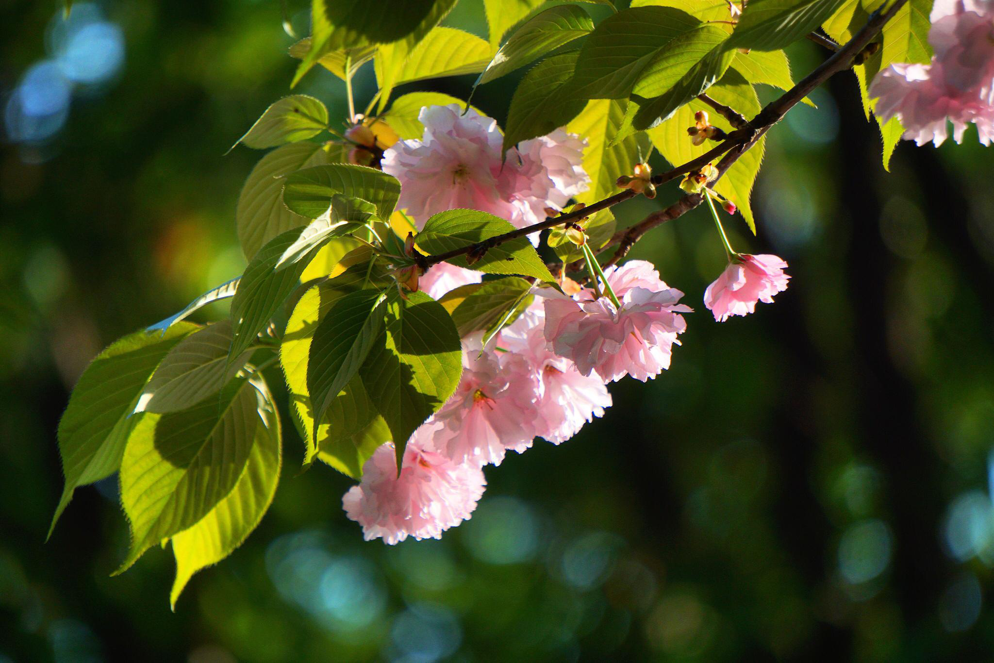 花花世界:八重樱.花语:文雅,温柔和耐心.