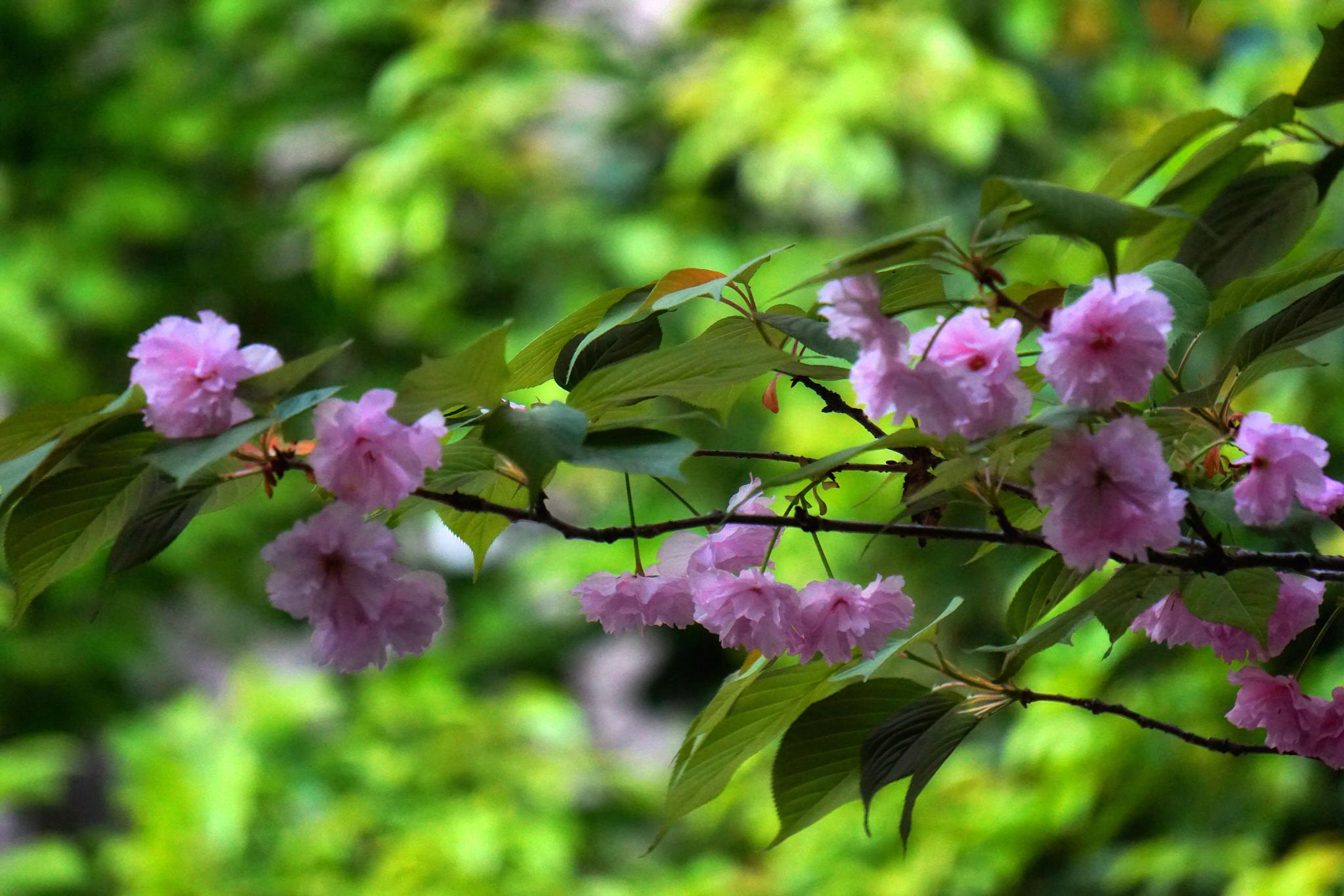 花花世界:八重樱.花语:文雅,温柔和耐心.