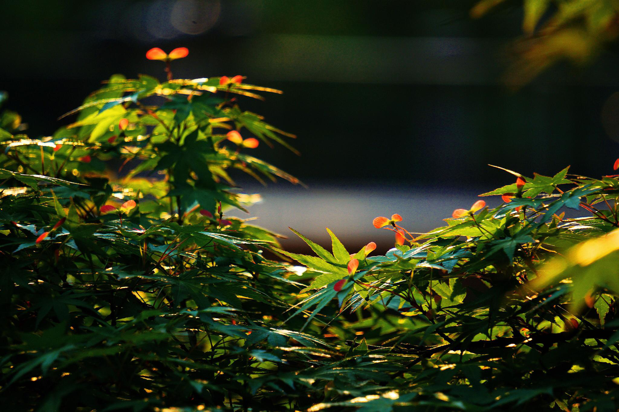 生机盎然的春天.