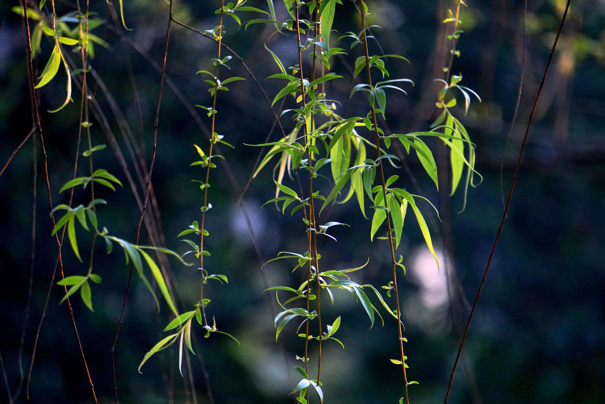 生机盎然的春天.