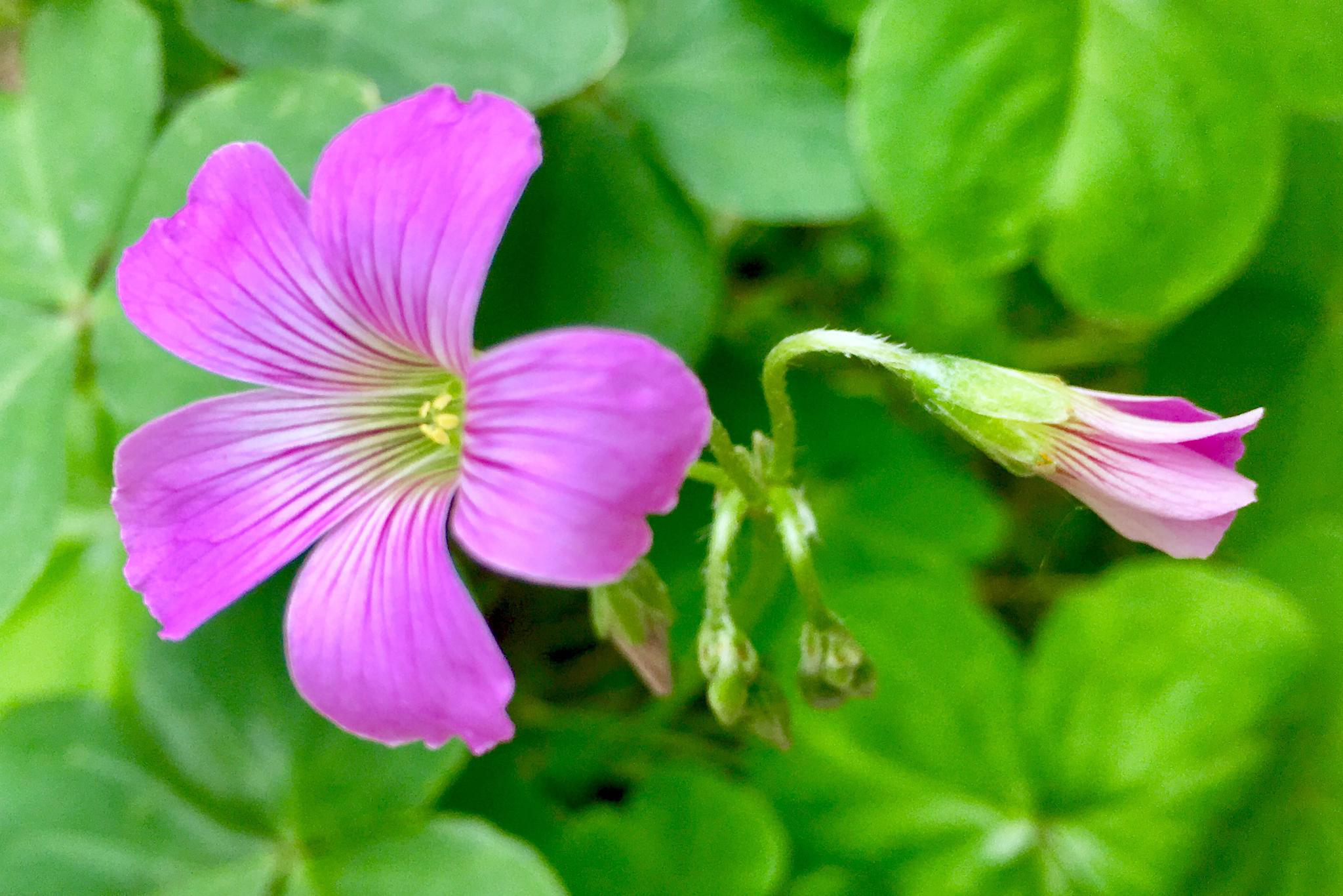 花卉摄影酢浆草花