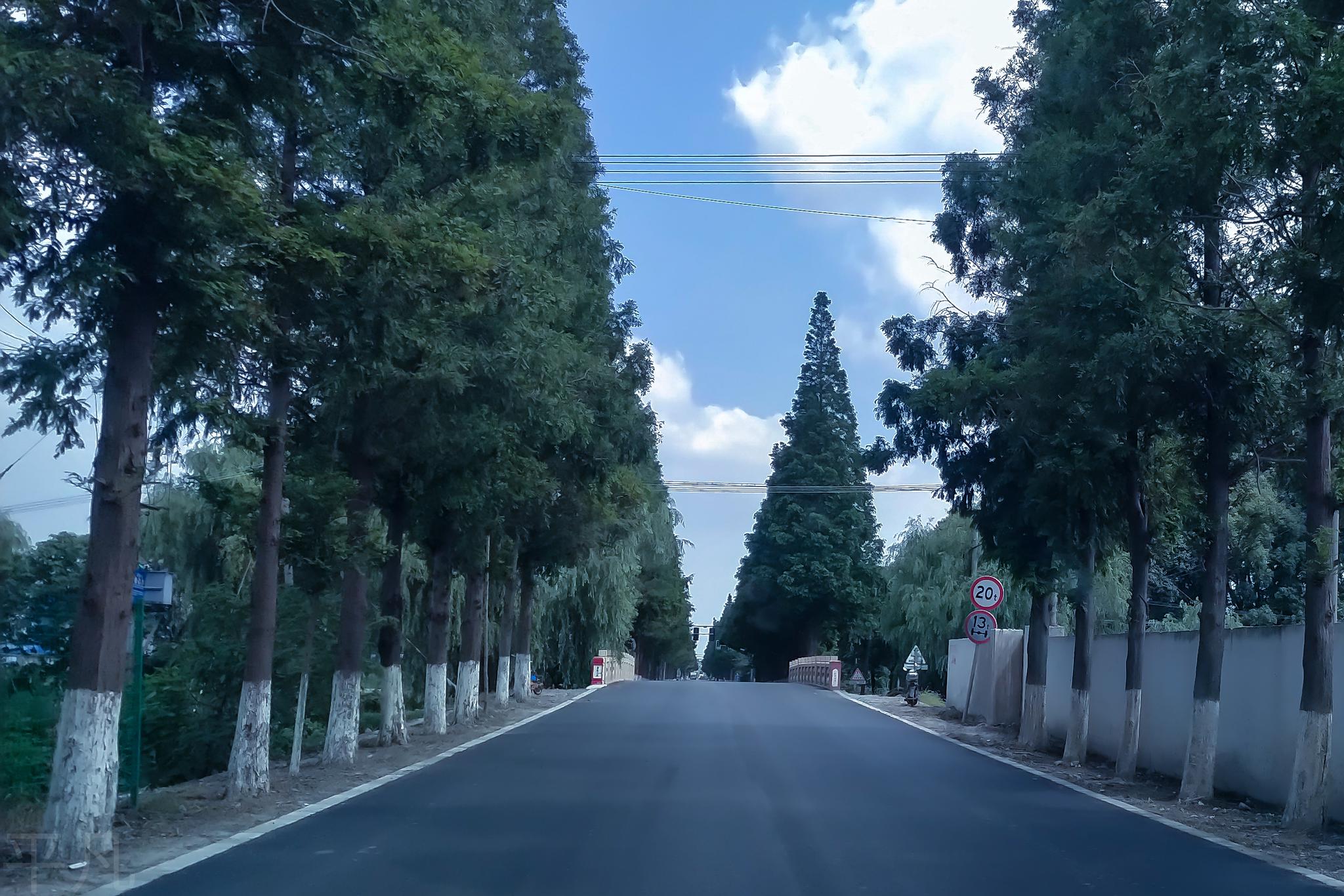 水杉树,行道树的美_新浪新闻