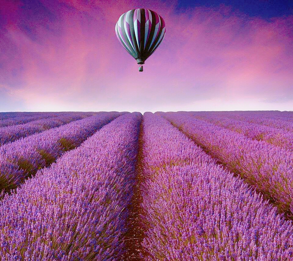 秦岭山下的普罗旺斯,浪漫薰衣草