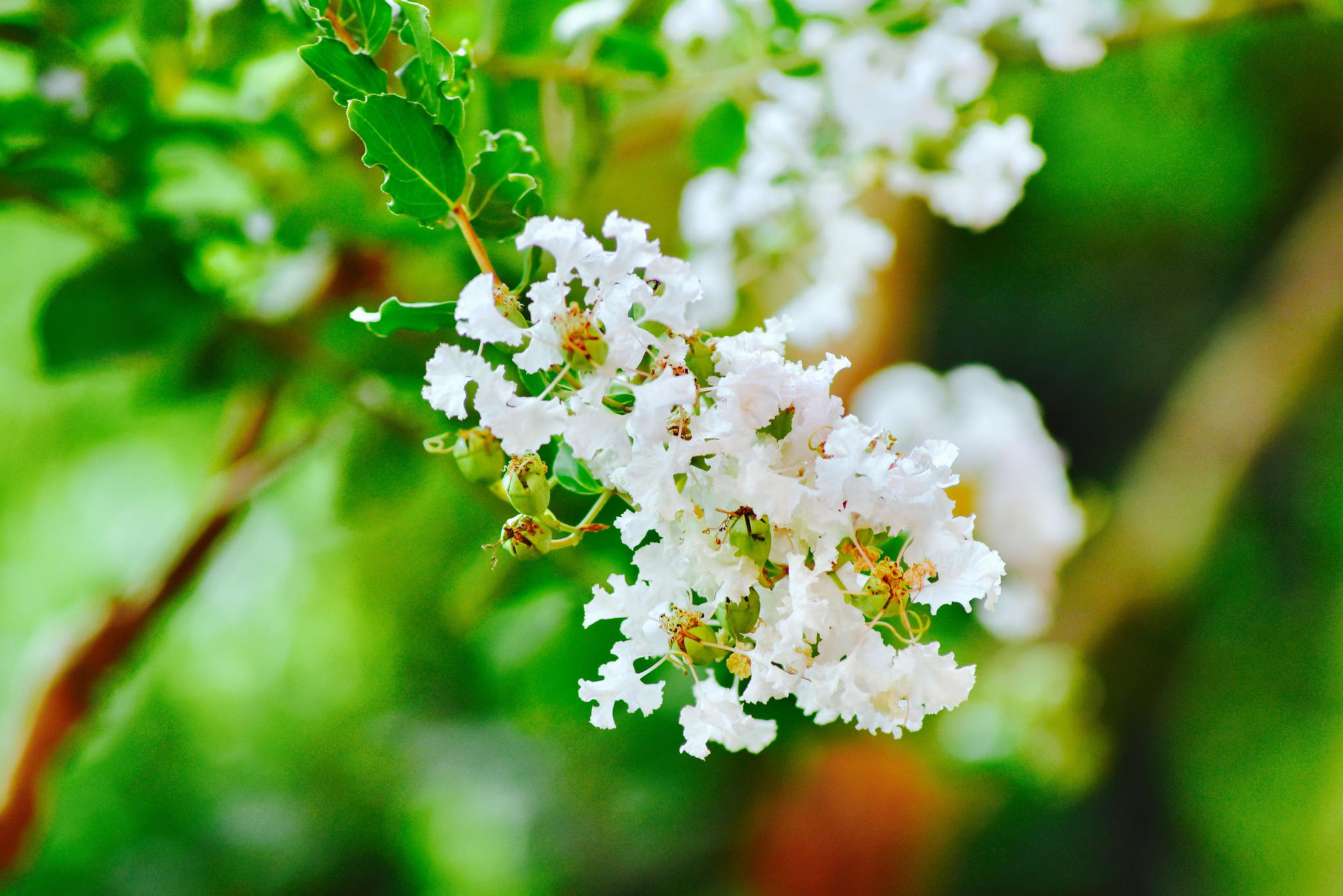 秋天的栾树叶与紫薇花