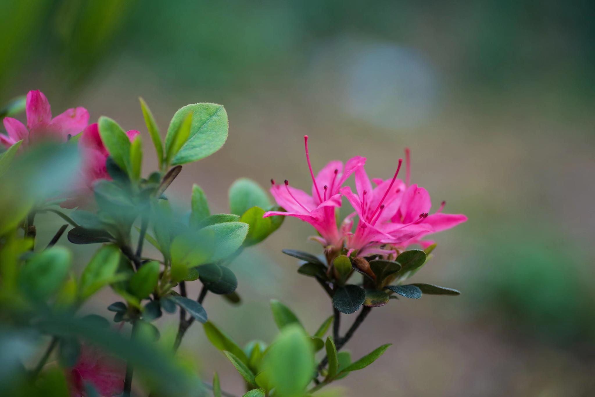 浪漫似锦万紫千红的锦绣杜鹃