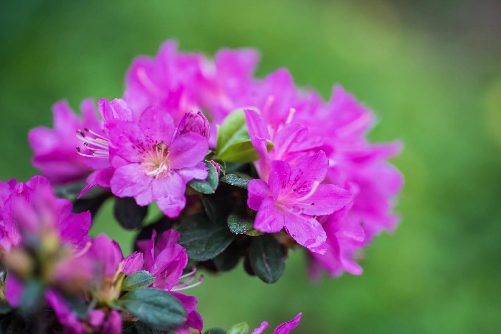 浪漫似锦万紫千红的锦绣杜鹃