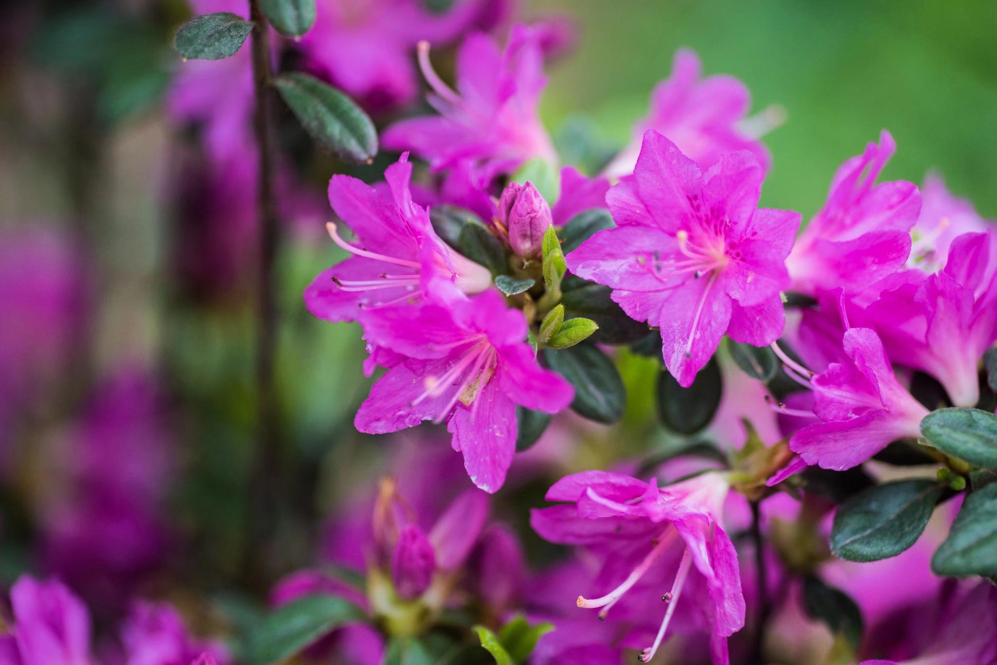 浪漫似锦万紫千红的锦绣杜鹃