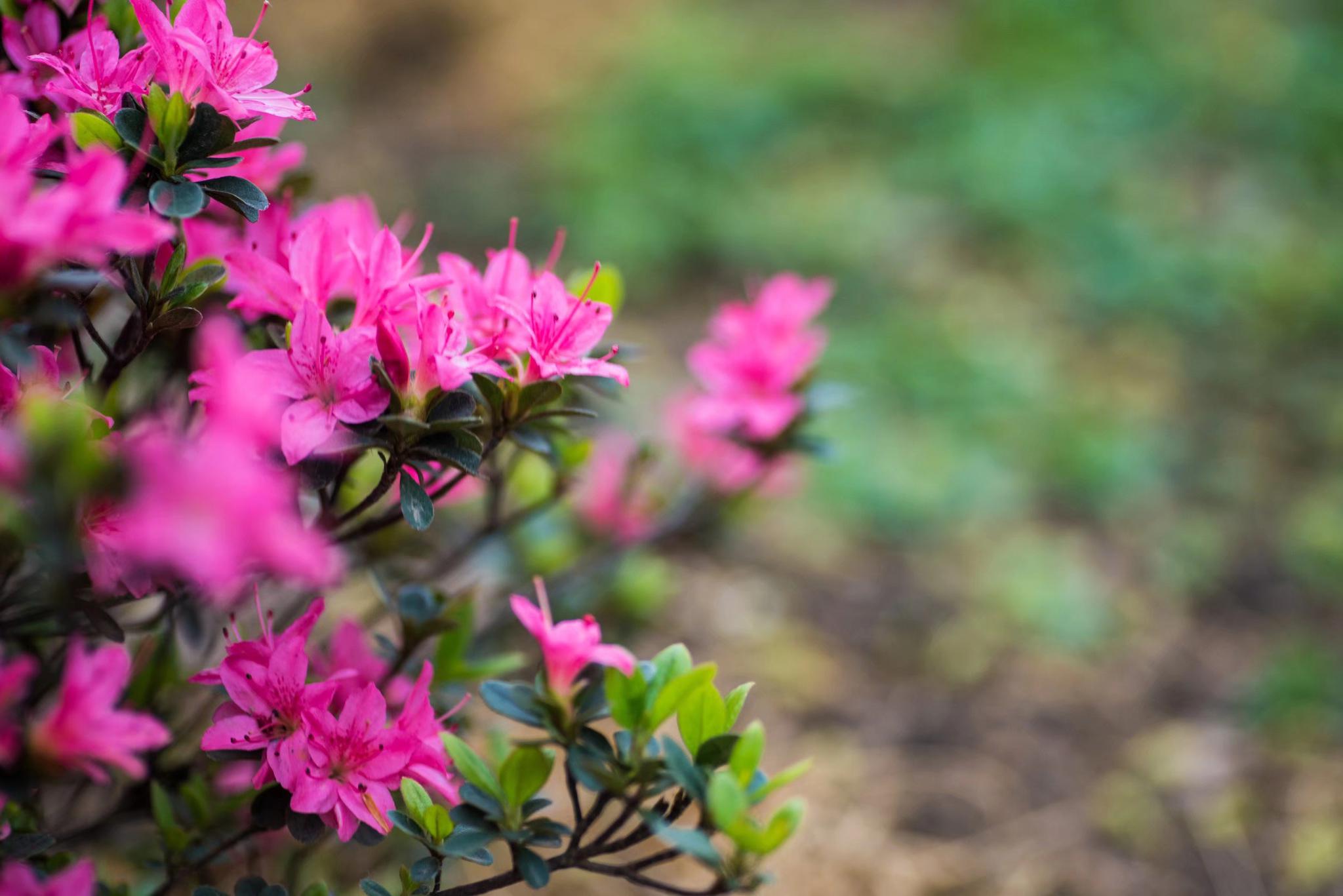 浪漫似锦万紫千红的锦绣杜鹃