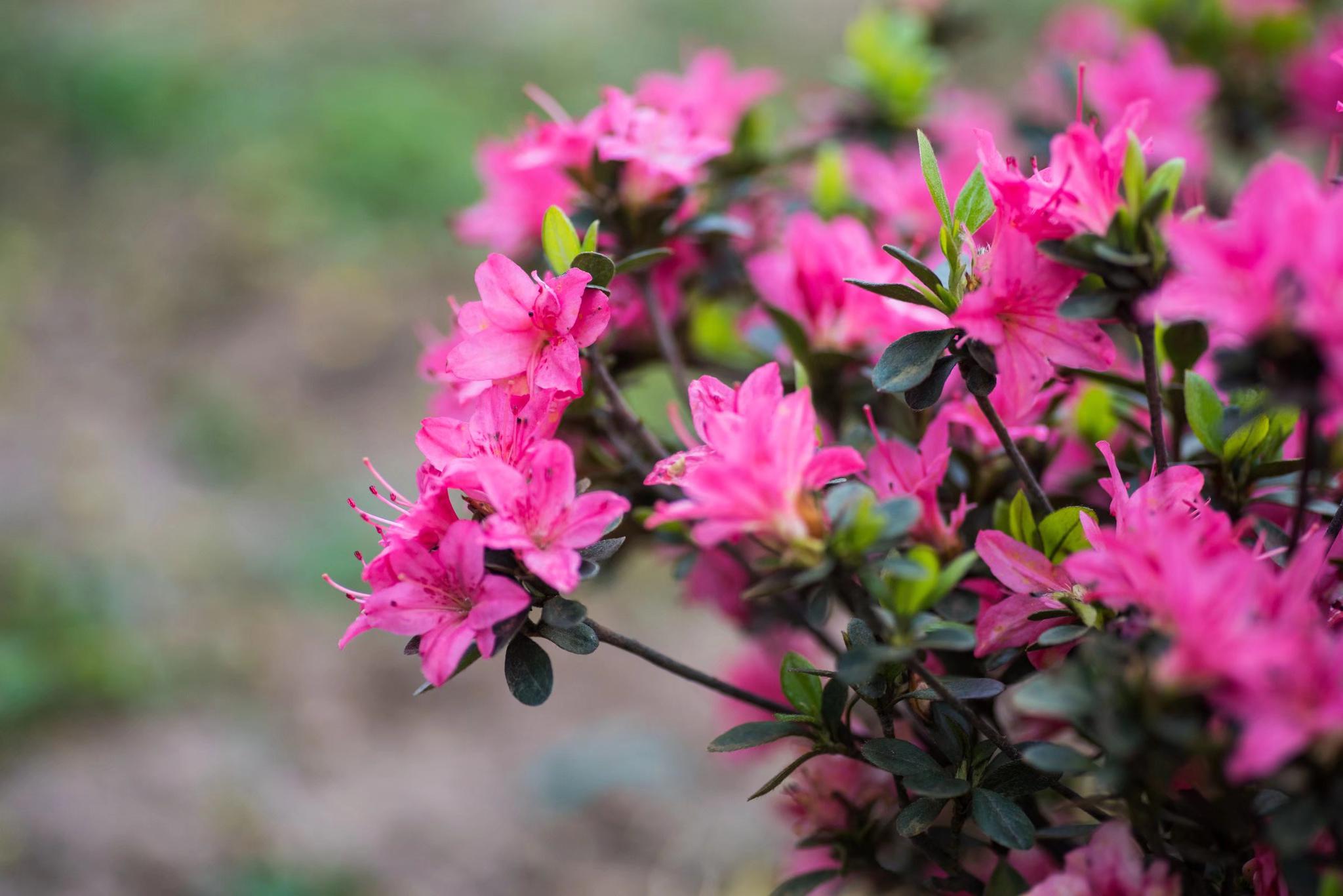 浪漫似锦万紫千红的锦绣杜鹃