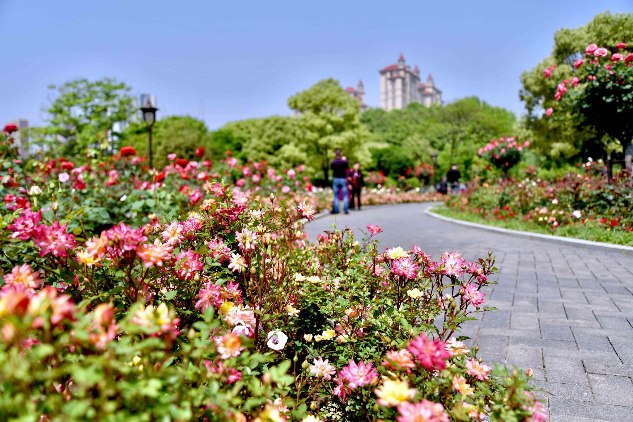 多彩月季扮美武漢市和平公園武漢市青山區