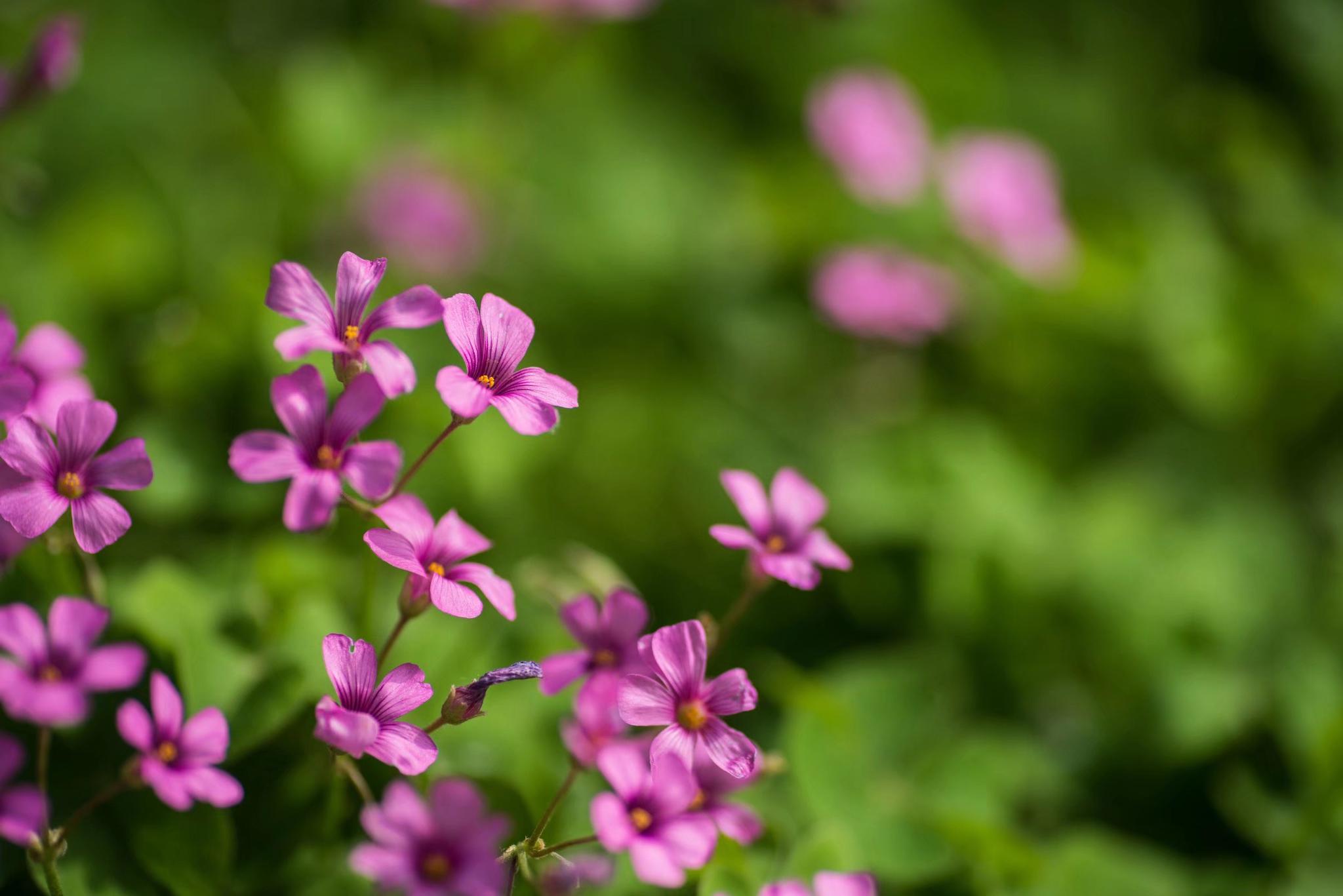 代表幸运的红花酢浆草,是清热利湿,解毒消肿的良药
