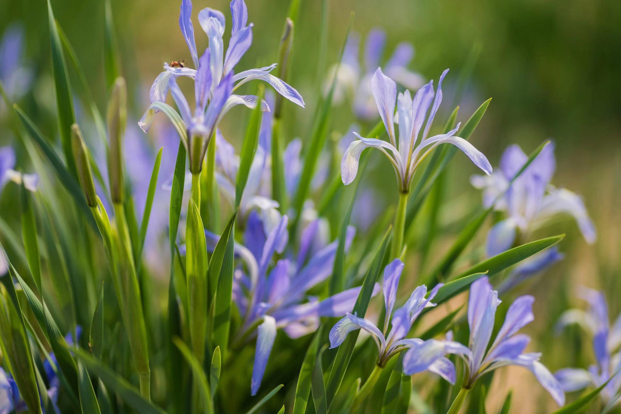 被称为世界上三棵宝草之一的马蔺草