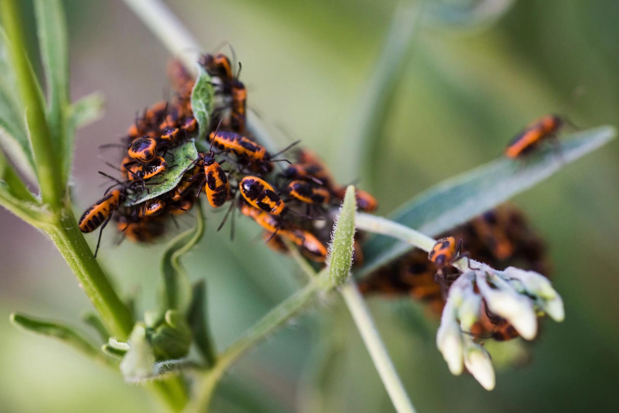 你一定没见过这么多这么密集的蝽蟓(26图)