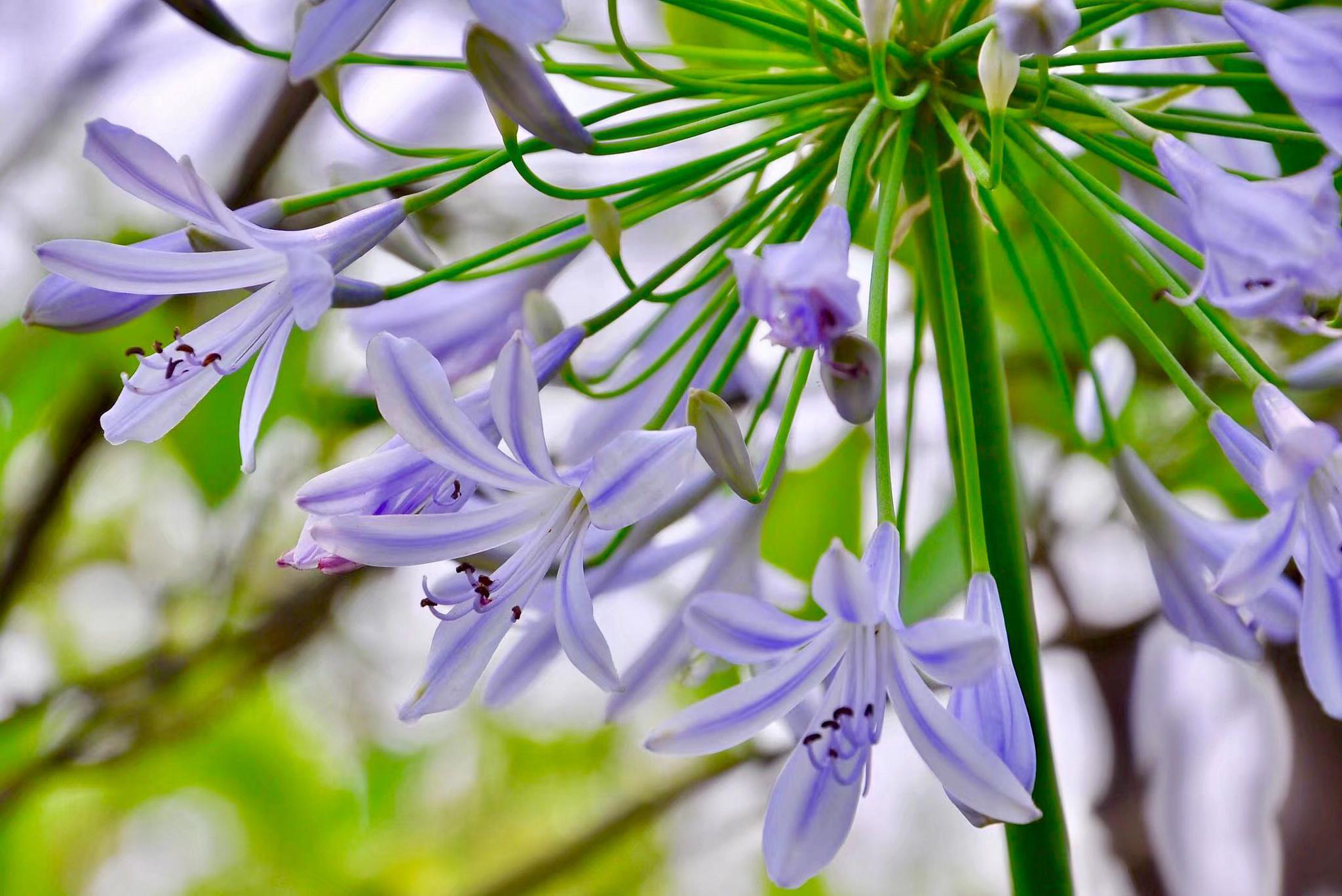 花卉摄影百子莲