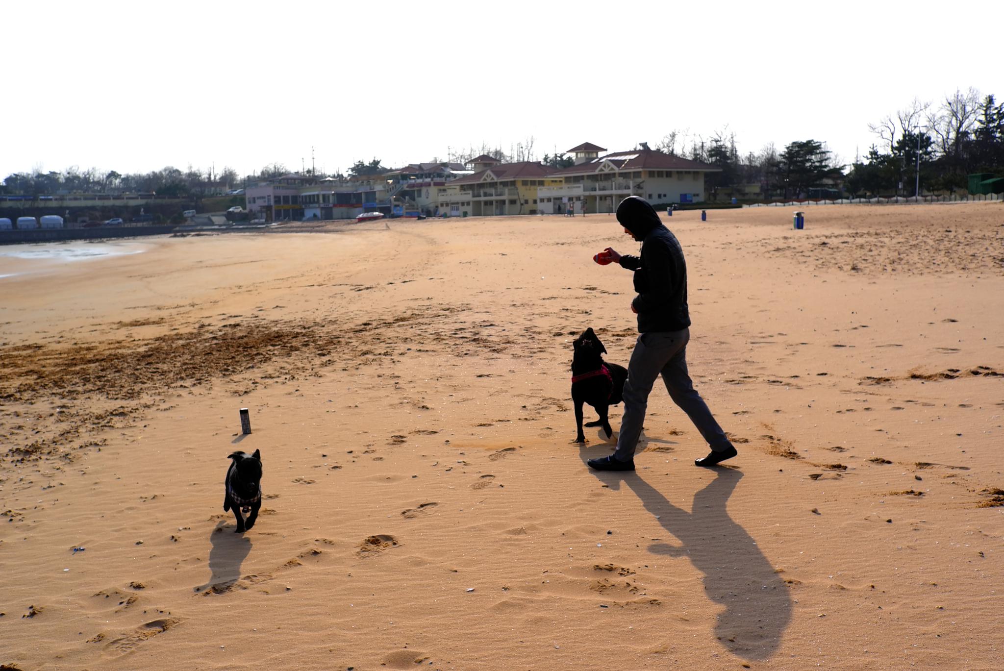 海边拾趣 沙滩遛狗