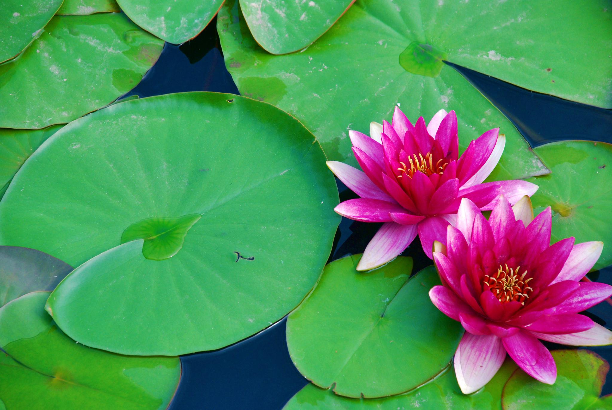 美丽的粉色和白色睡莲,原创摄影