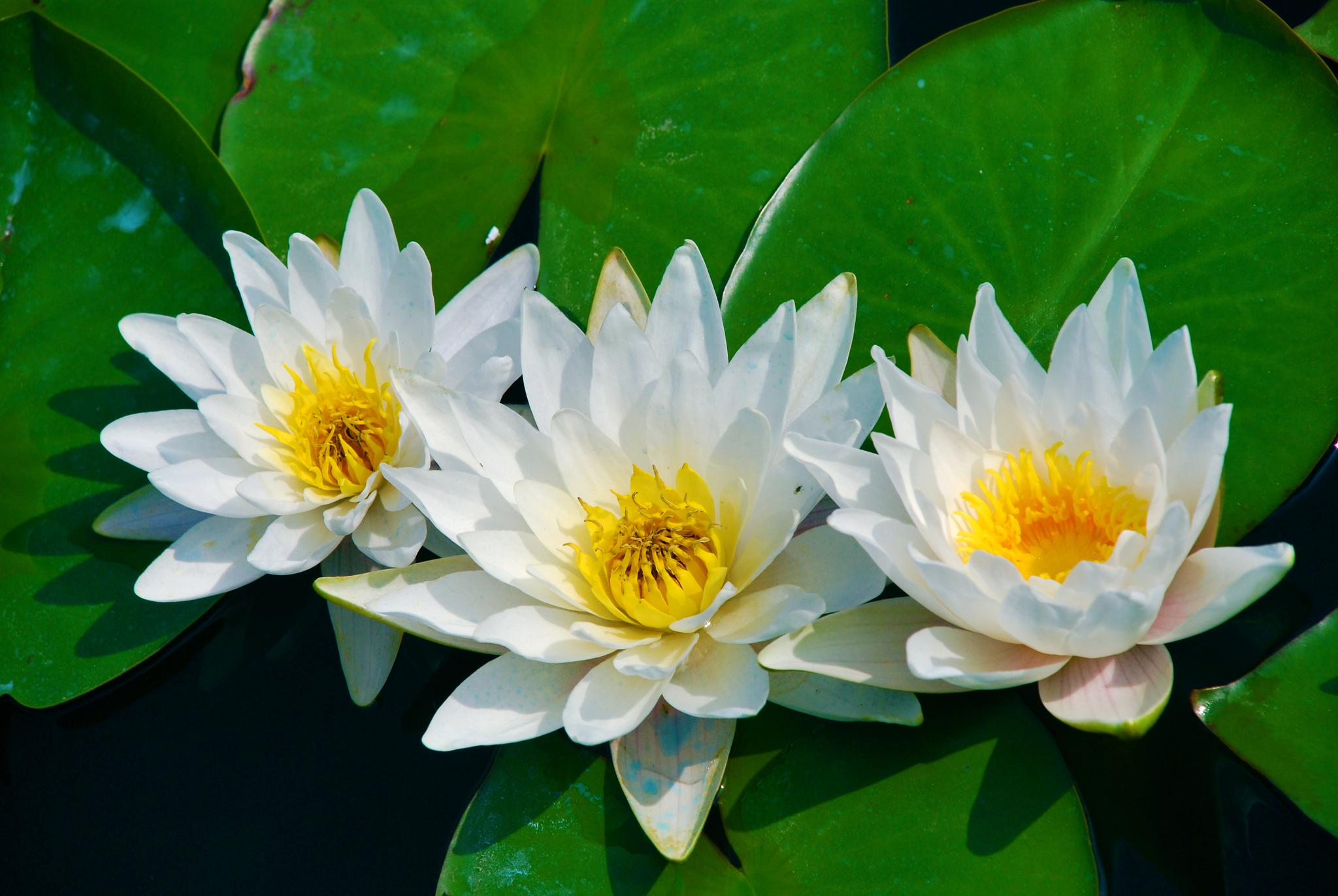 美丽的粉色和白色睡莲,原创摄影