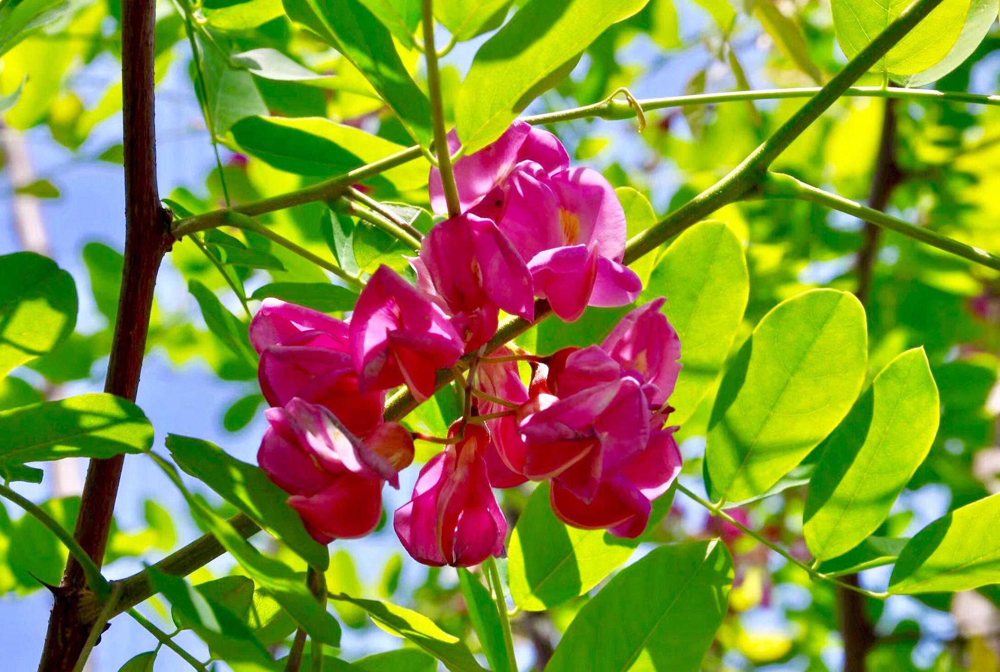 红花洋槐红花刺槐槐花一般白色常见