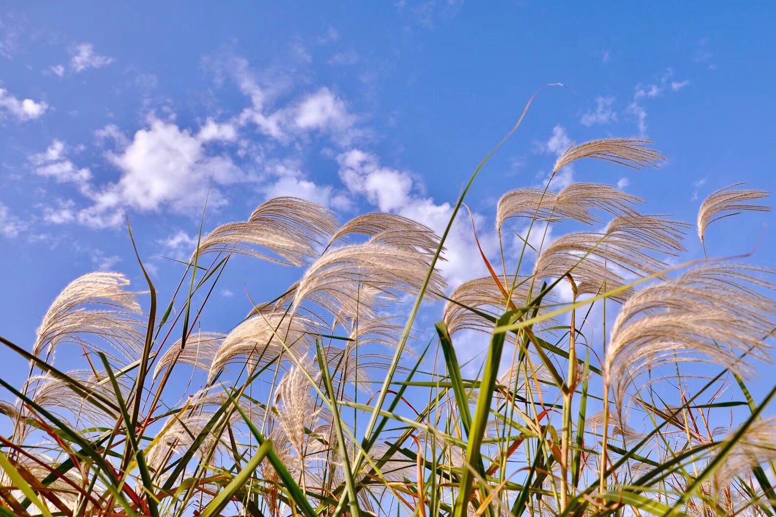 荻花·枫叶荻花秋瑟瑟|花秋|枫叶_新浪新闻