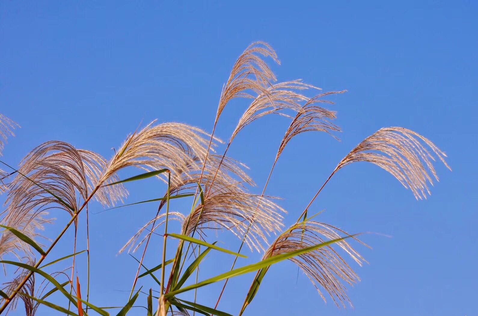 荻花·枫叶荻花秋瑟瑟|花秋|枫叶_新浪新闻