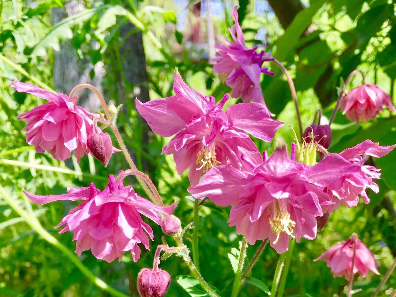 花卉摄影·耧斗菜