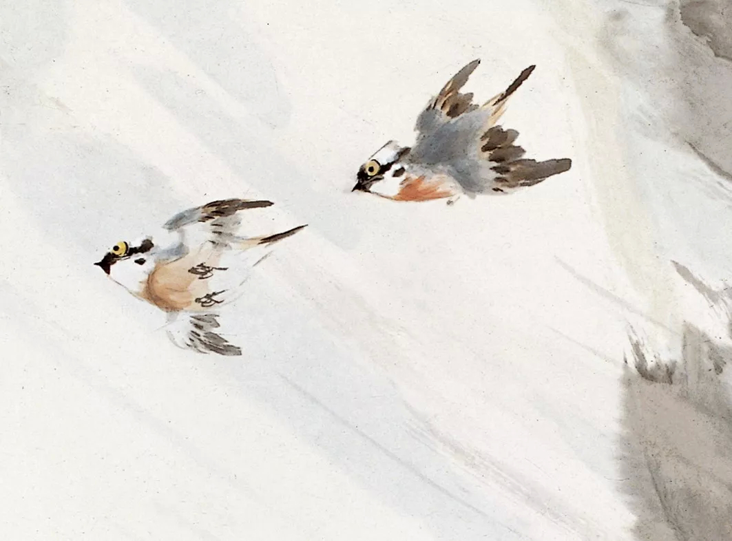 肖郎中国画写意鸟集锦