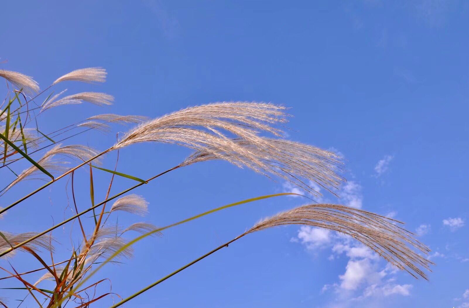 荻花·枫叶荻花秋瑟瑟|花秋|枫叶_新浪新闻