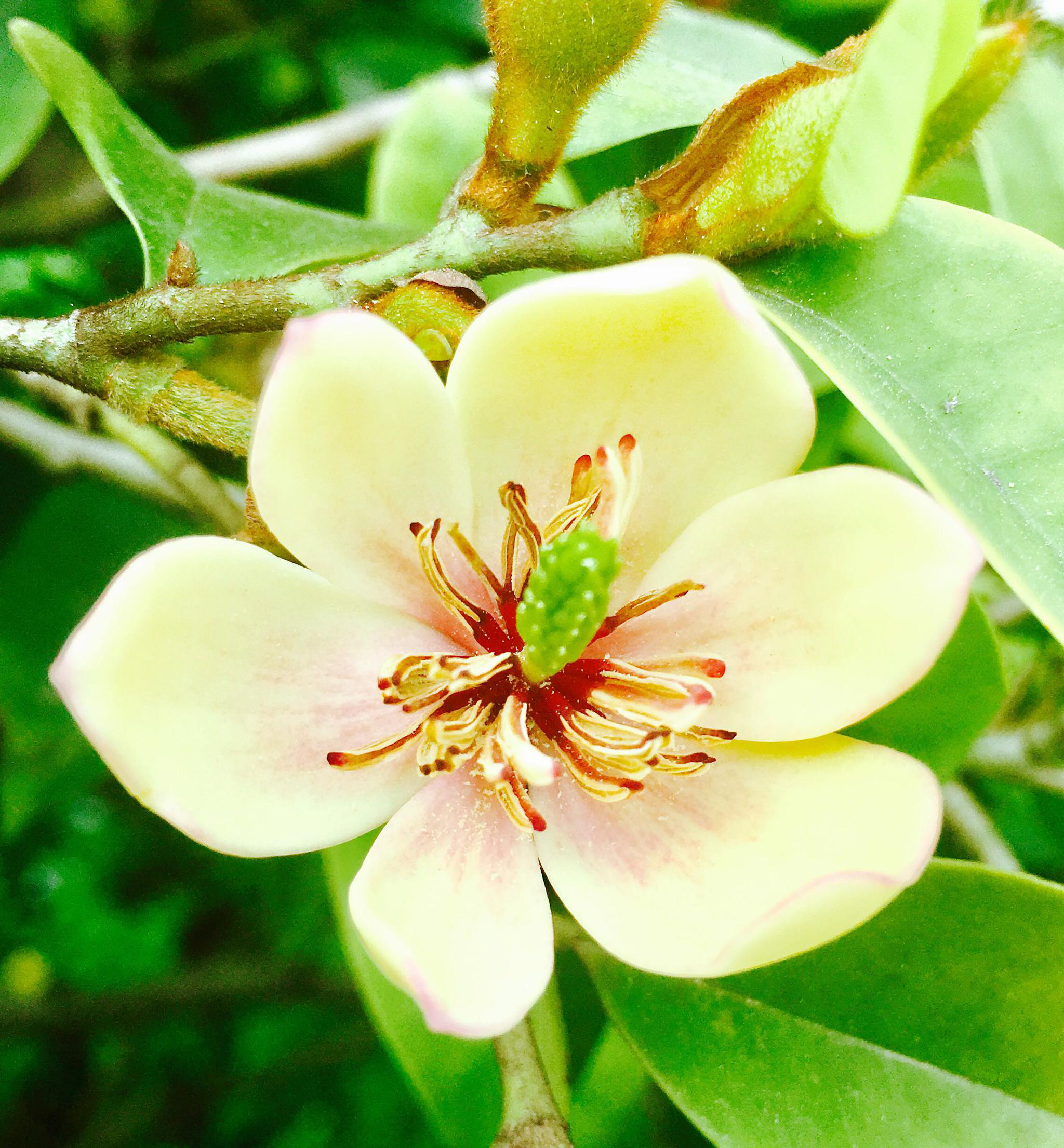 花卉摄影·含笑