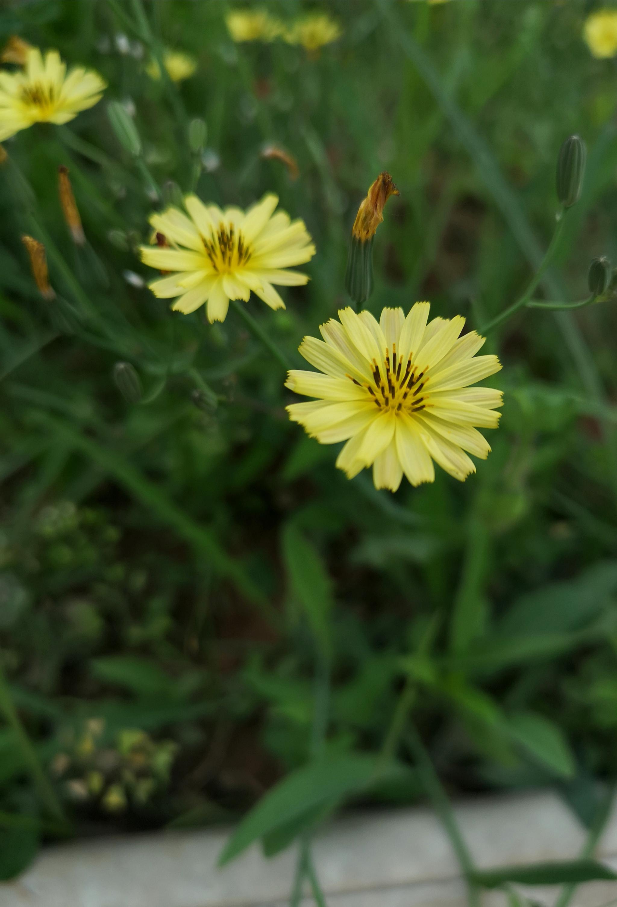 浅夏遇见清热解毒的野花中华小苦荬