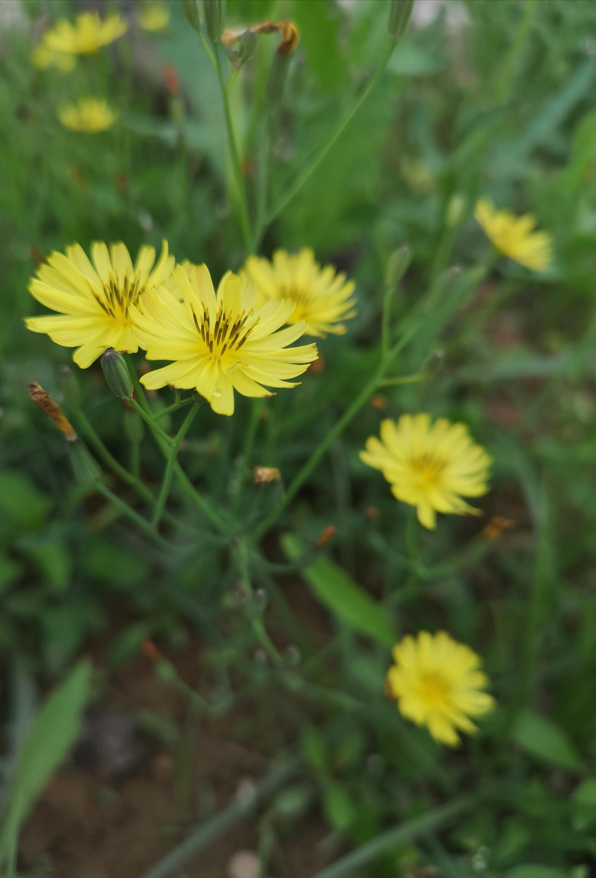 浅夏,遇见清热解毒的野花—中华小苦荬