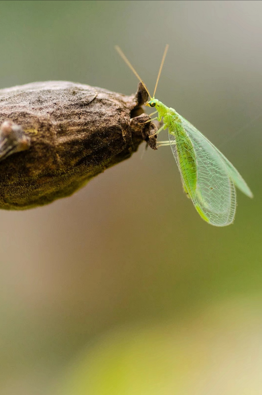 害虫的天敌,昆虫界的小清新—草蛉