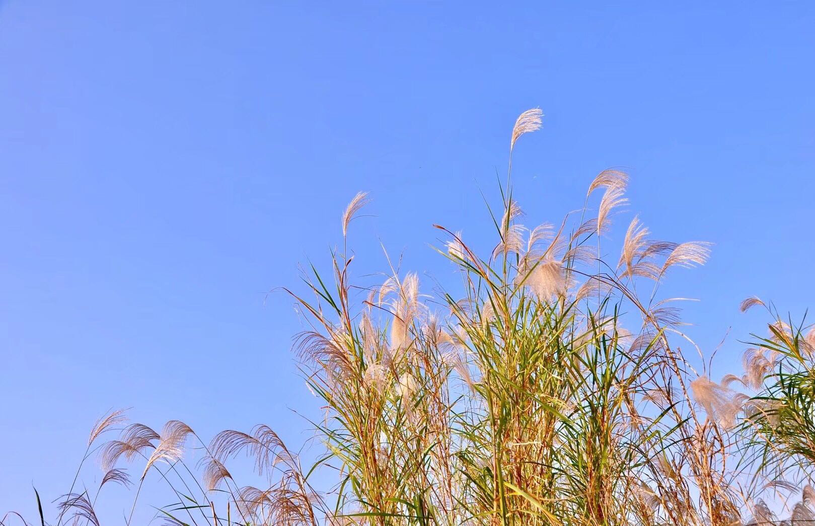 荻花·枫叶荻花秋瑟瑟|花秋|枫叶_新浪新闻