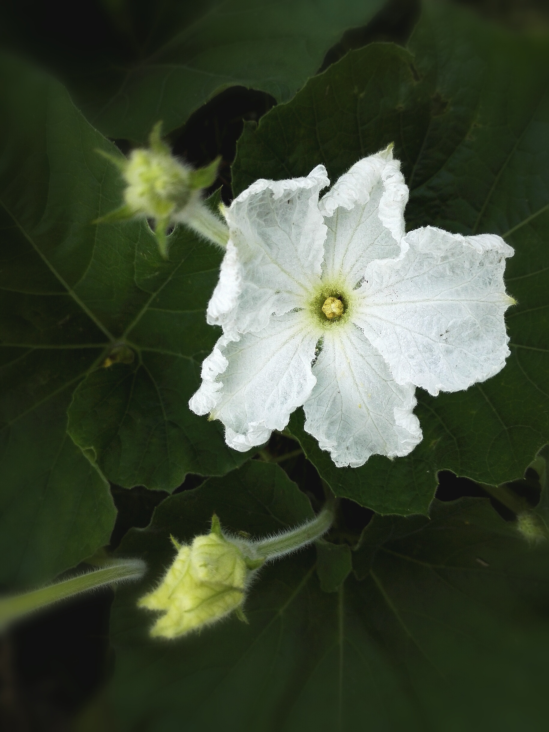 植物花卉,葫芦花植物花卉,葫芦花植物花卉,葫芦花植物