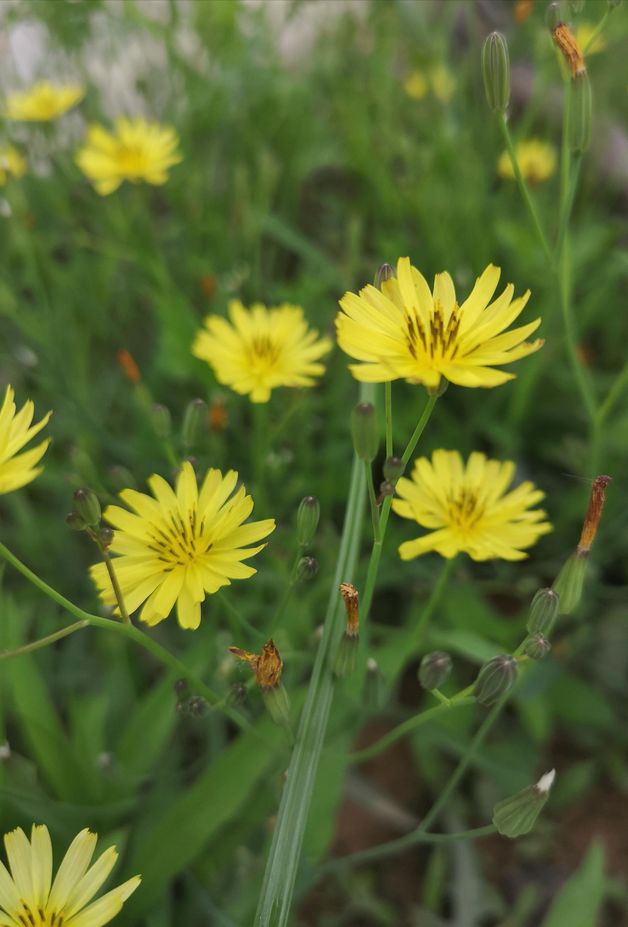 浅夏遇见清热解毒的野花中华小苦荬