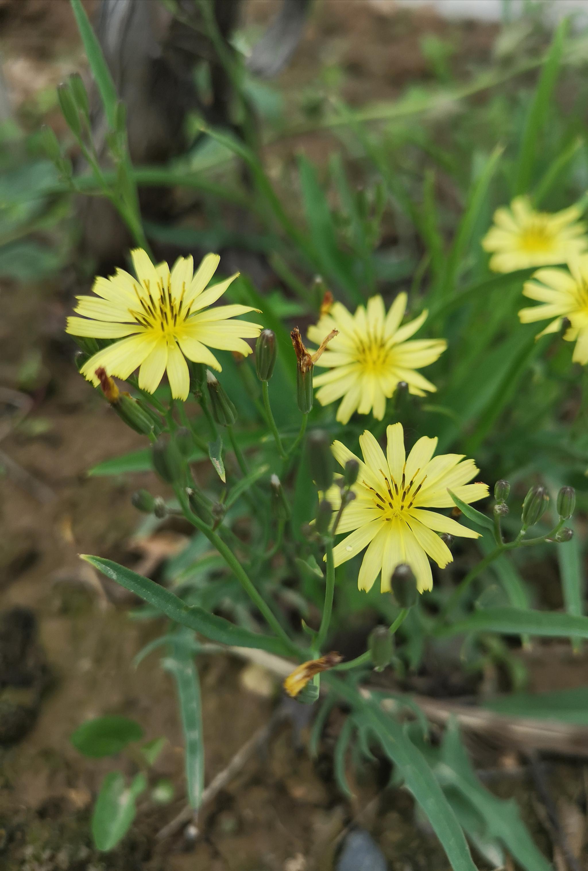 浅夏遇见清热解毒的野花中华小苦荬