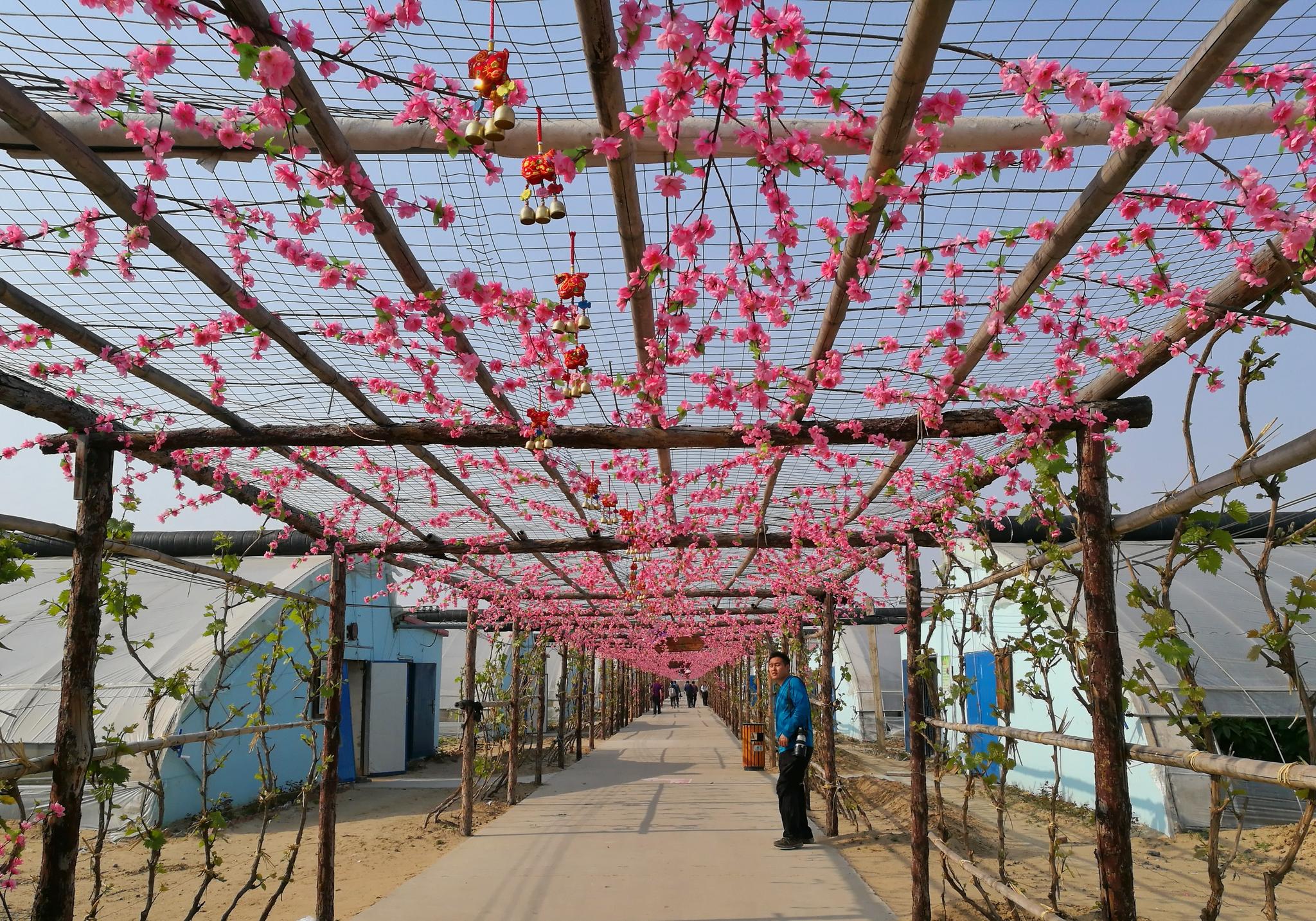 五一去曹妃甸农业观光园采摘