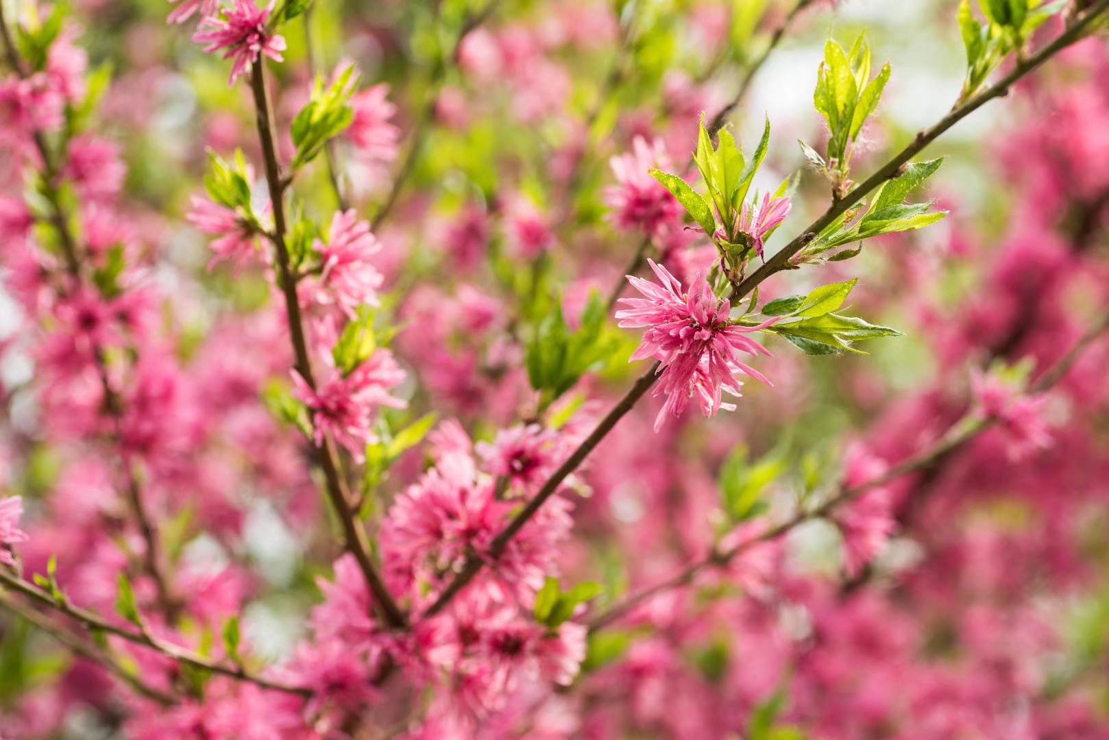 观赏桃花中的名贵品种—菊花桃