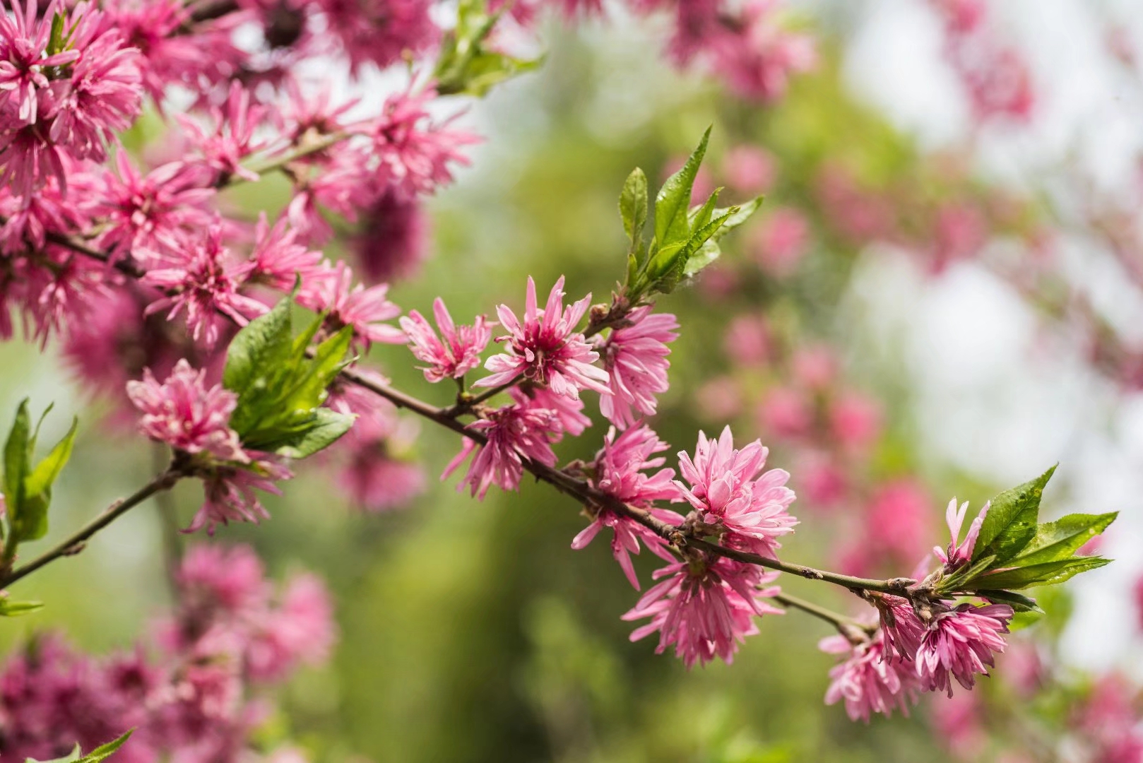 观赏桃花中的名贵品种—菊花桃