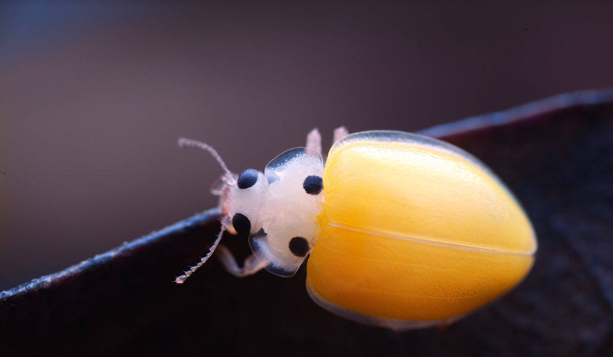 这大概才是小瓢虫最初的样子吧