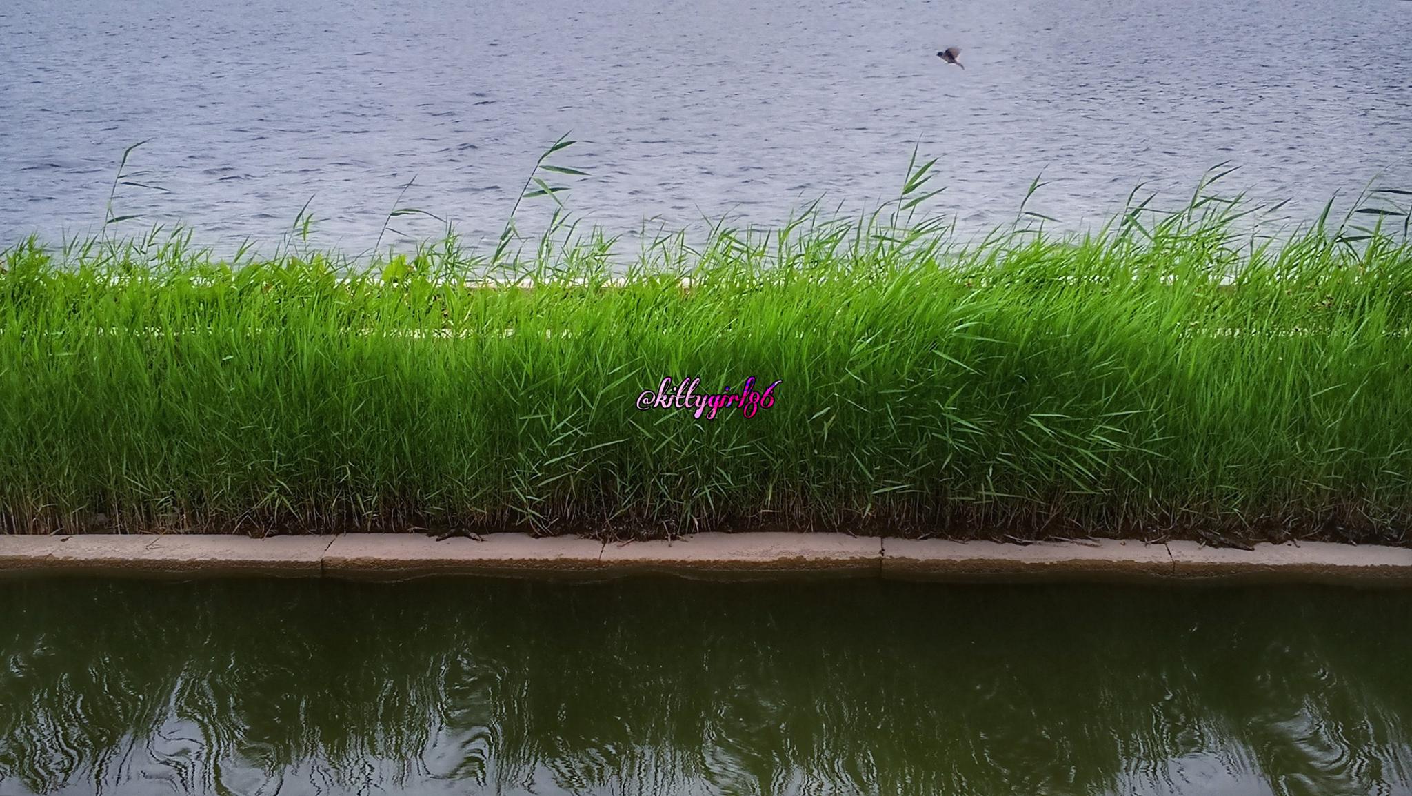 青青河边草(手机原创摄影作品)