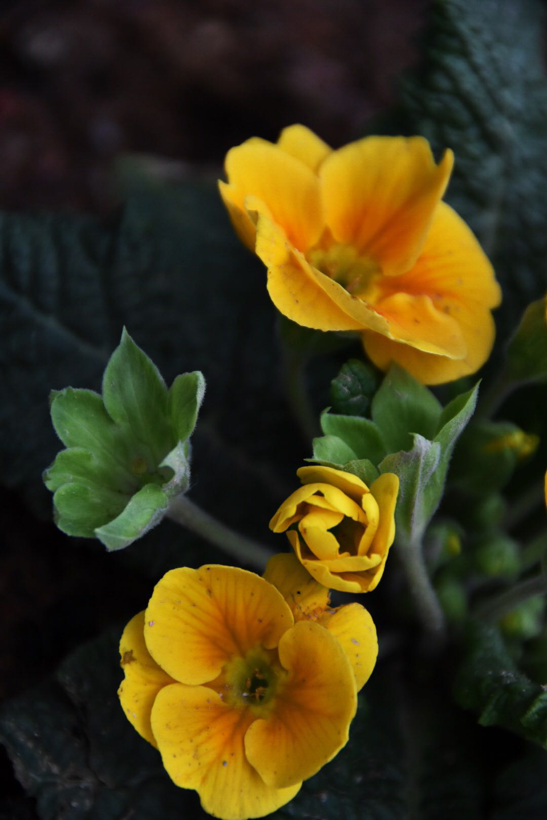 报春花】始有报春三两朵,春深犹自不曾知/16图